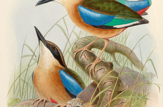 Mangrove Pitta