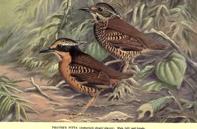 Eared Pitta