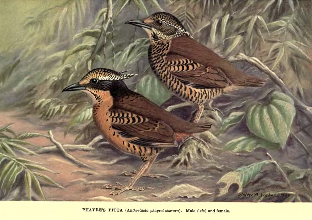 Eared Pitta