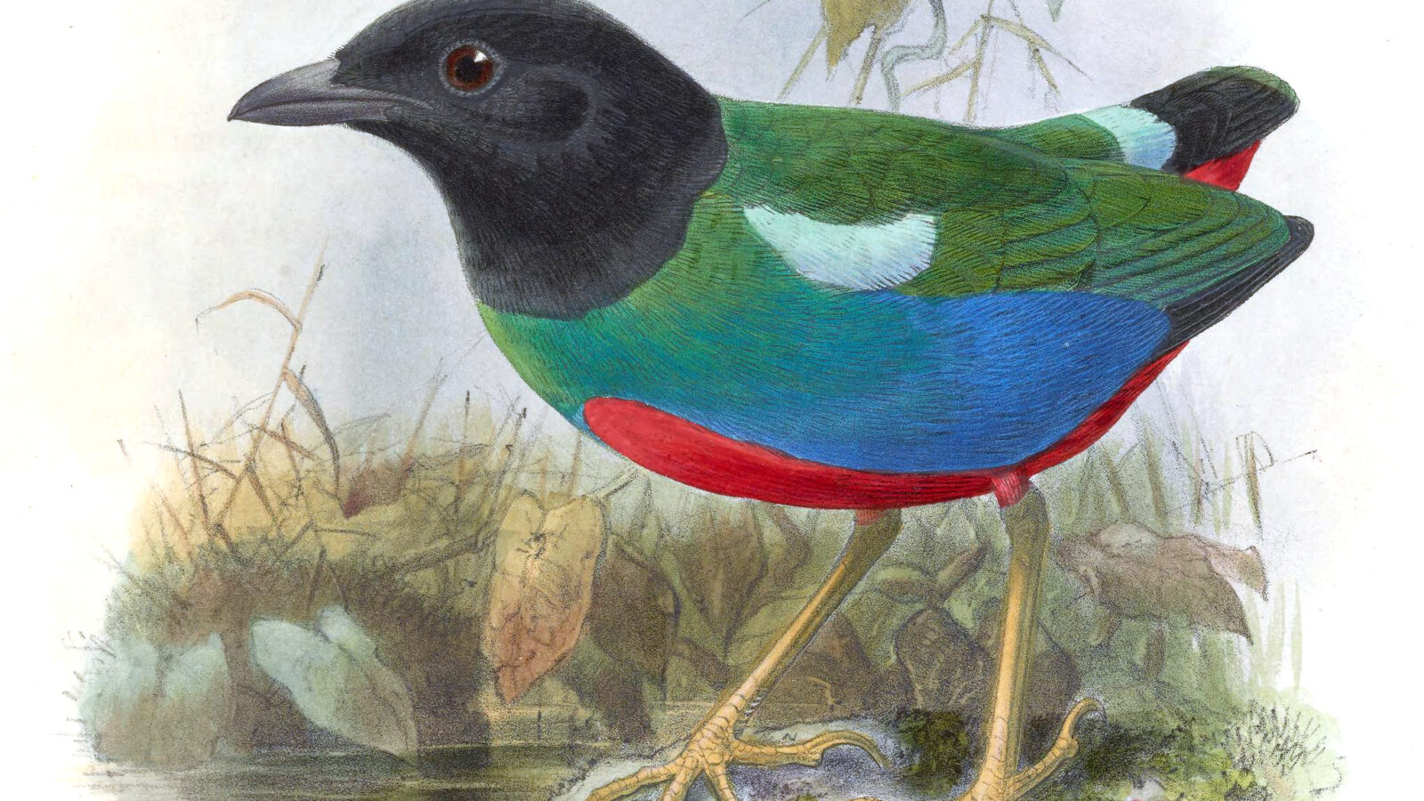 Biak Hooded Pitta
