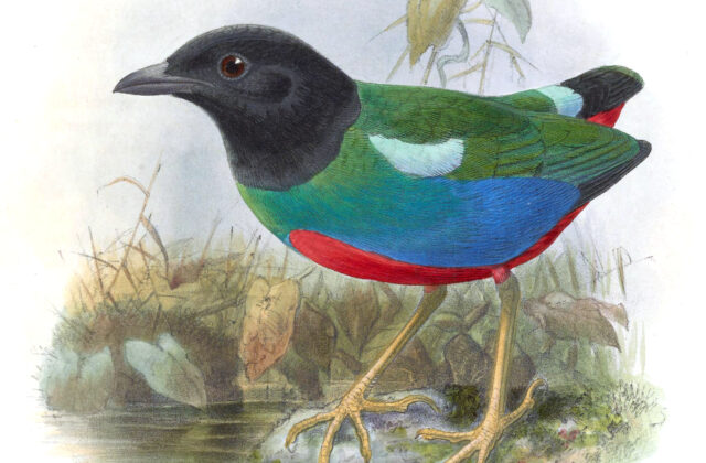 Biak Hooded Pitta