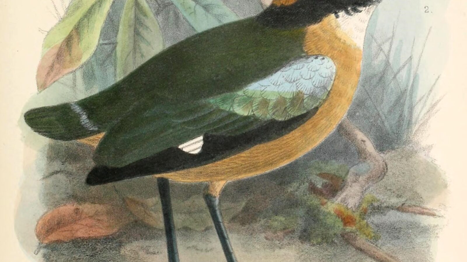 Black-faced Pitta