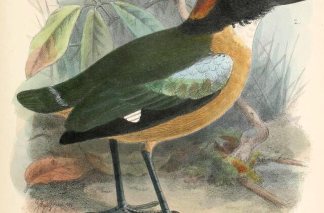 Black-faced Pitta