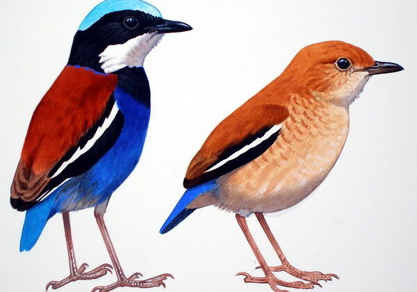 Blue-headed Pitta