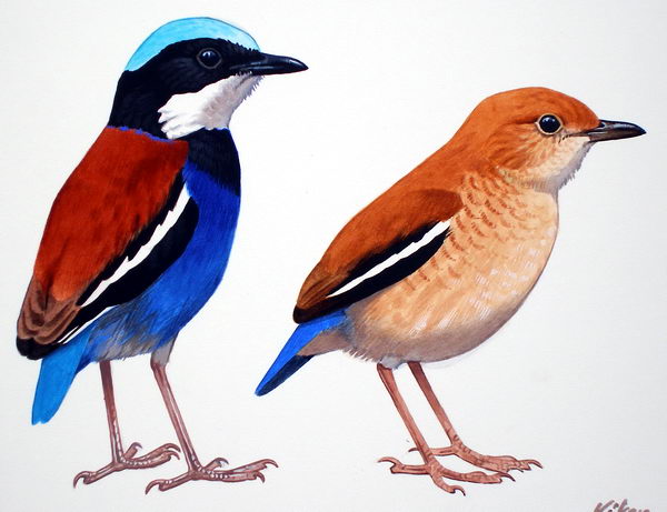 Blue-headed Pitta