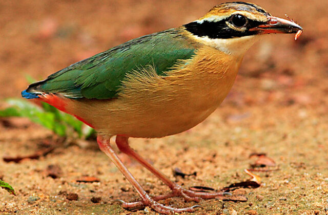 Indian Pitta