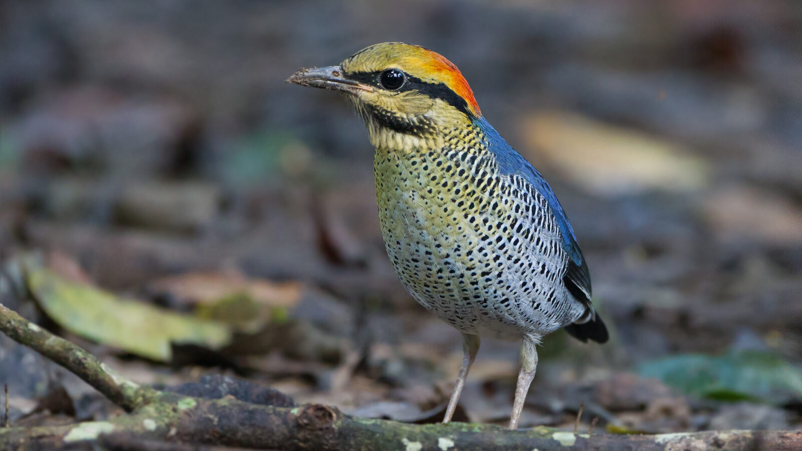 Blue Pitta