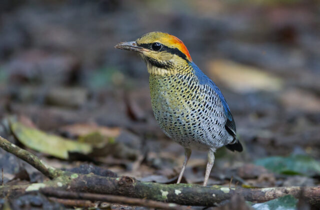 Blue Pitta