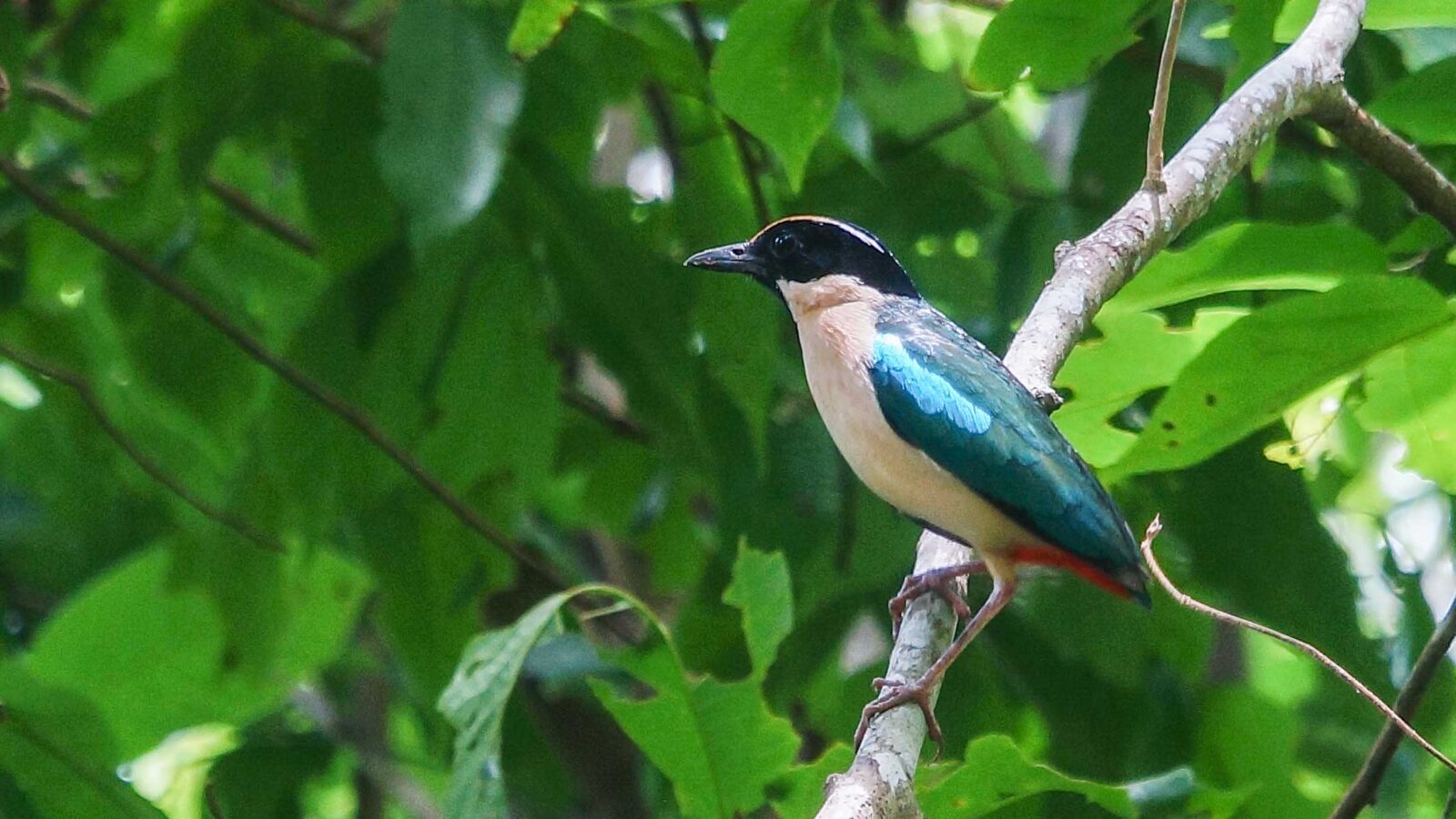 Ornate Pitta