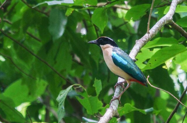Ornate Pitta