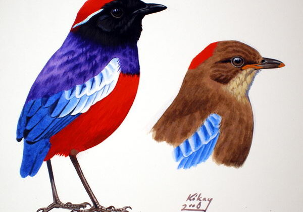 Garnet Pitta