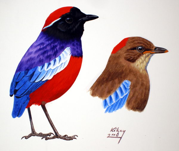 Garnet Pitta