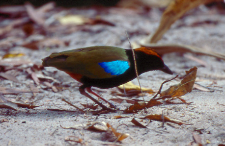 Rainbow Pitta