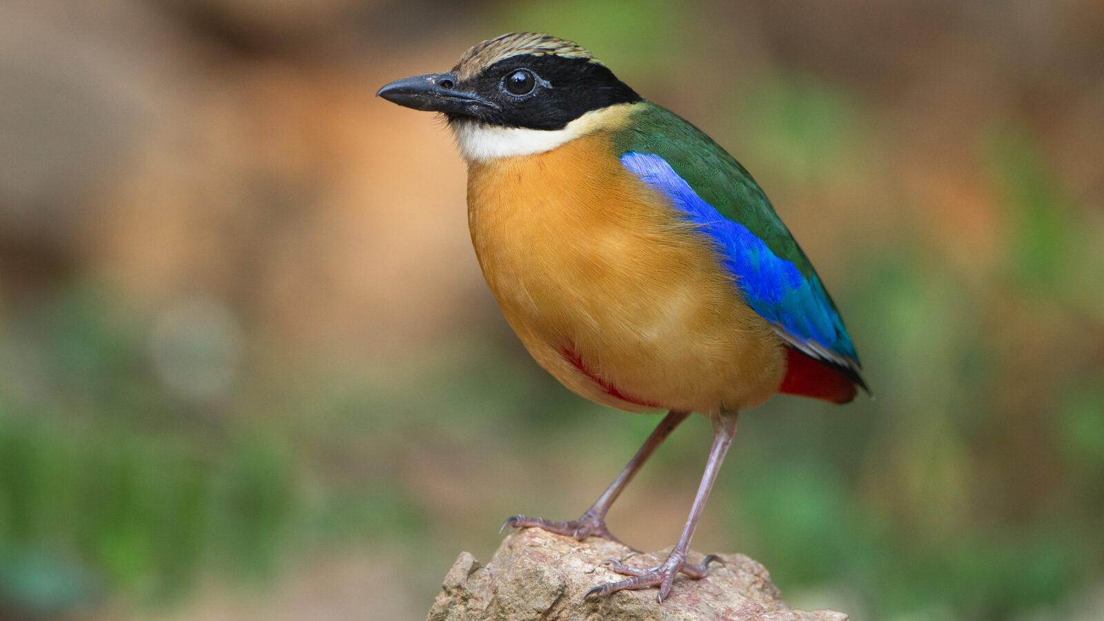 Blue-winged Pitta