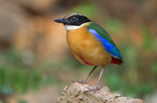 Blue-winged Pitta