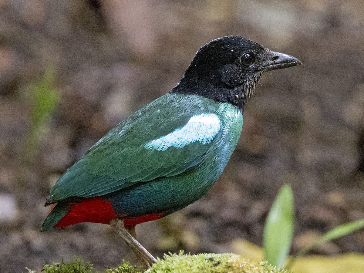 Eastern Hooded Pitta
