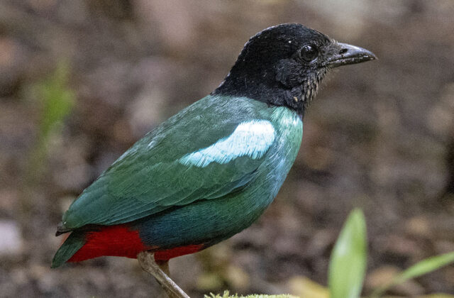 Eastern Hooded Pitta
