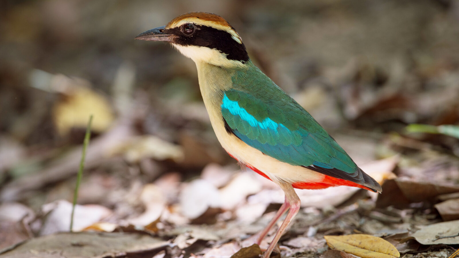 Fairy Pitta