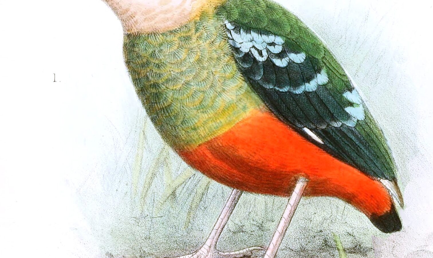 Green-breasted Pitta
