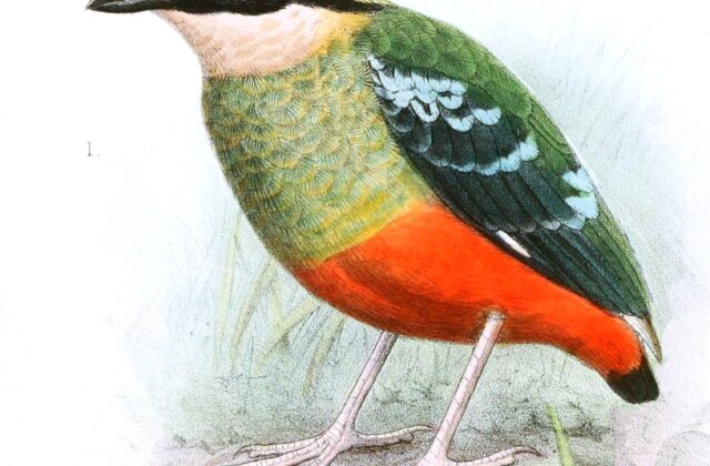 Green-breasted Pitta