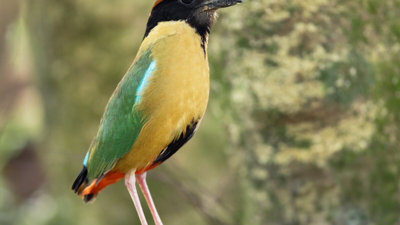Noisy Pitta