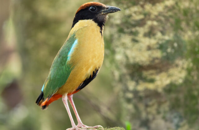 Noisy Pitta