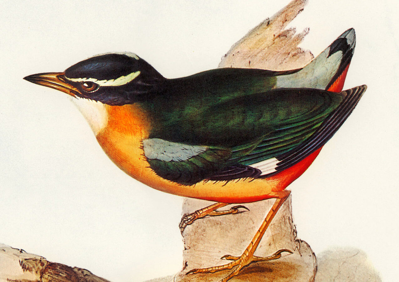 Banda Sea Pitta