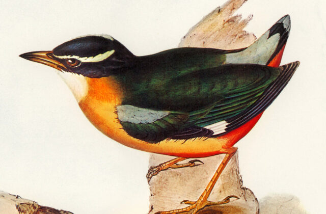 Banda Sea Pitta