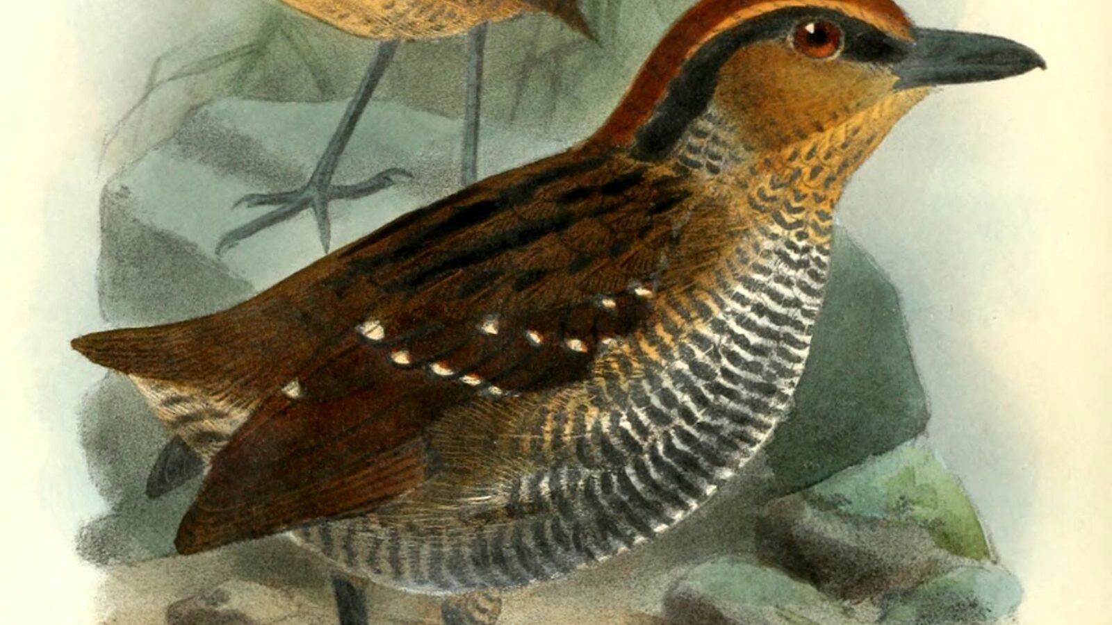 Rufous-crowned Antpitta