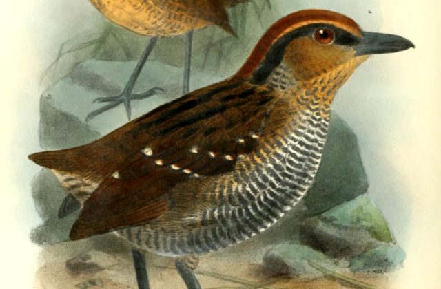 Rufous-crowned Antpitta
