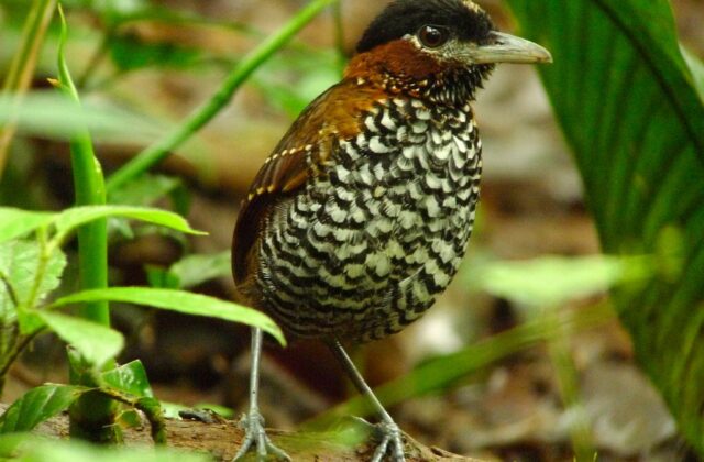 Black-crowned Antpitta