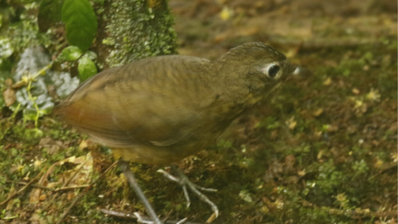 Plain-backed Antpitta