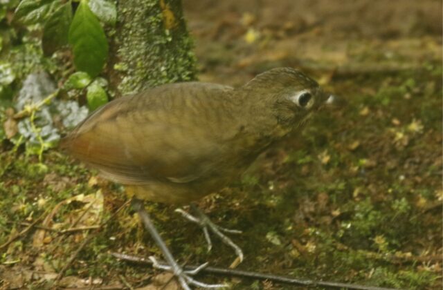 Plain-backed Antpitta