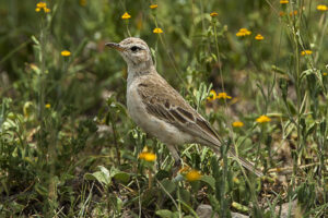 Plain-backed Pipit