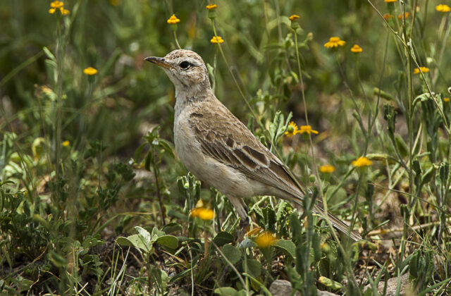 Plain-backed Pipit