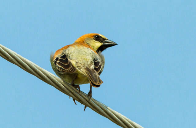 Plain-backed Sparrow