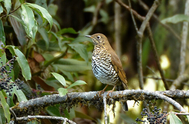 Alpine Thrush