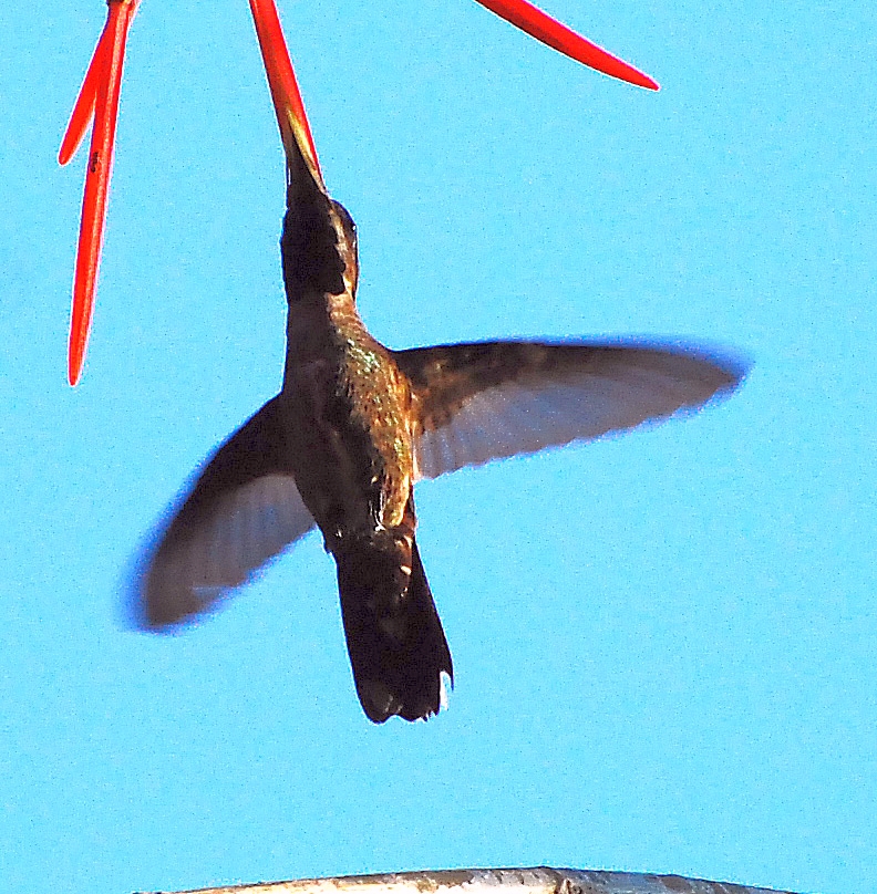 Plain-capped Starthroat