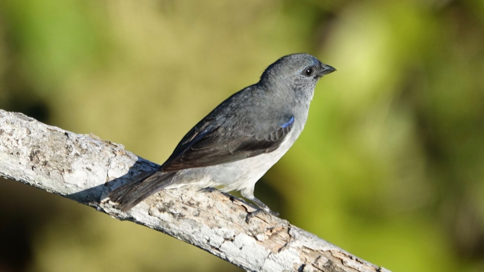 Plain-colored Tanager