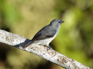 Plain-colored Tanager