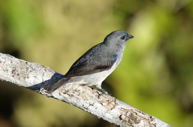 Plain-colored Tanager