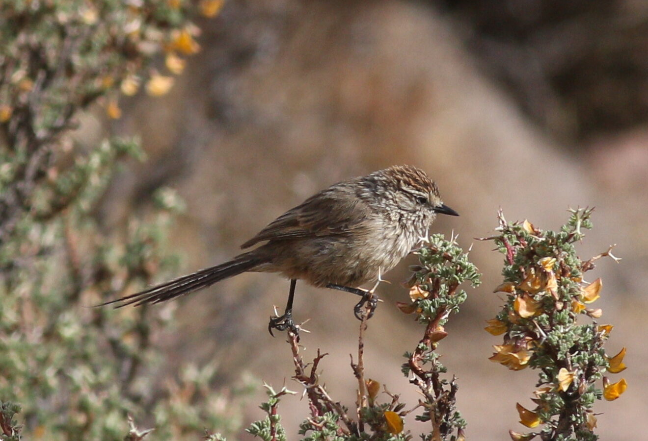 Plain-mantled Tit-Spinetail