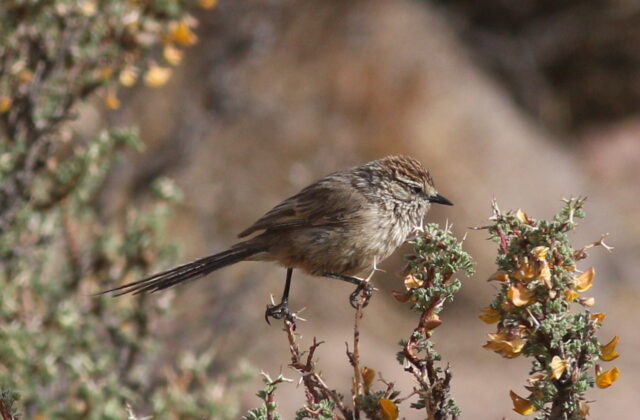 Plain-mantled Tit-Spinetail