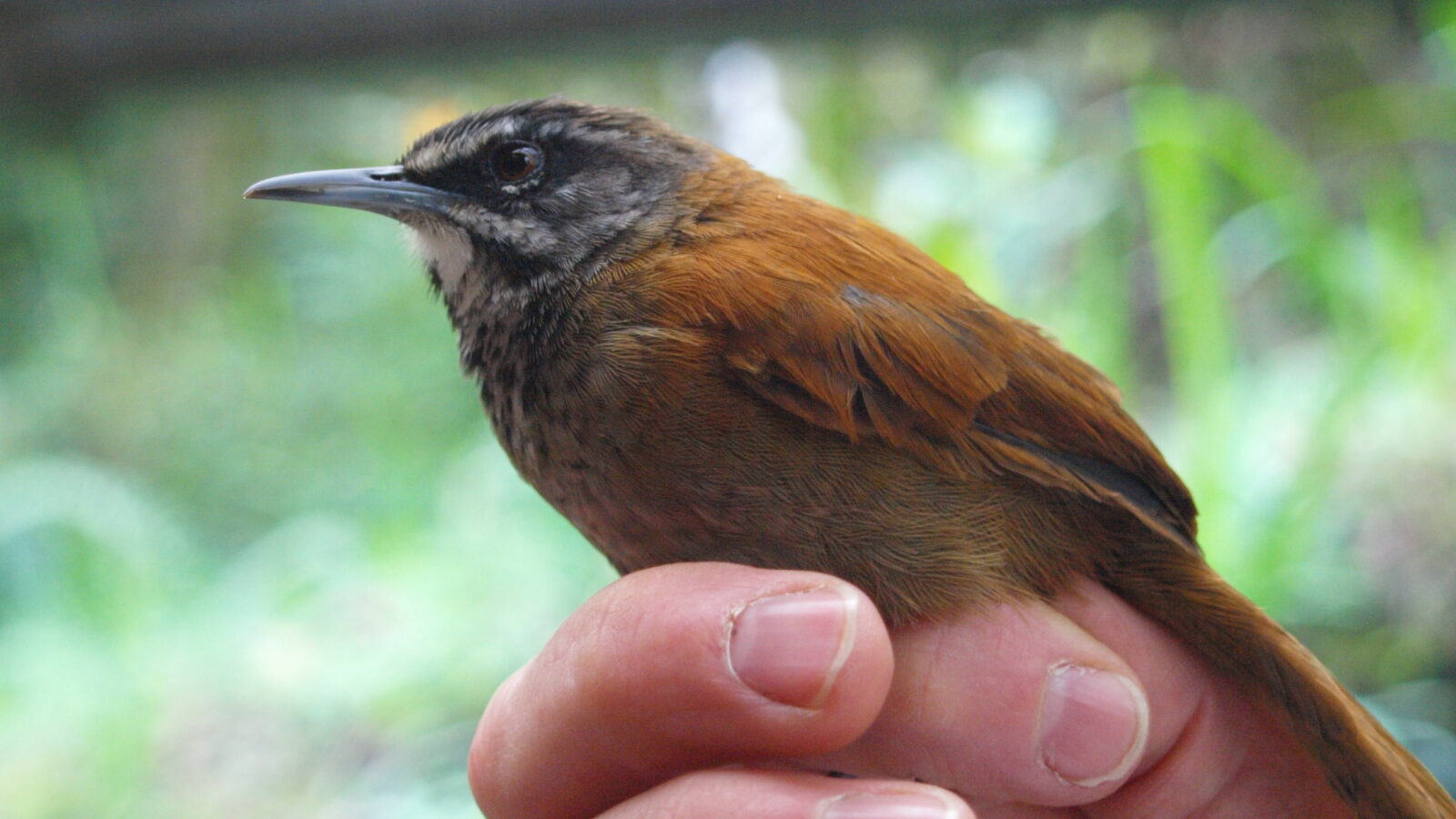 Plain-tailed Wren