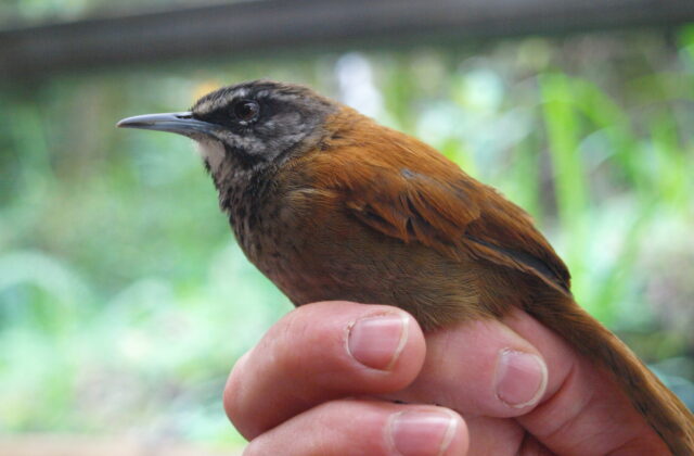 Plain-tailed Wren