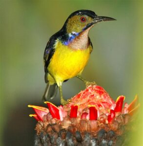 Brown-throated Sunbird