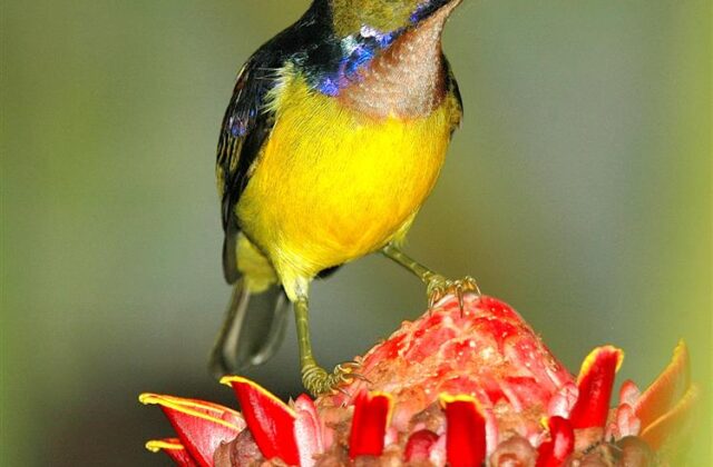 Brown-throated Sunbird