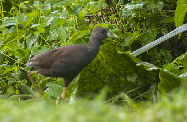 Plain Bush-hen
