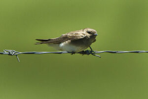 Brown-throated Martin