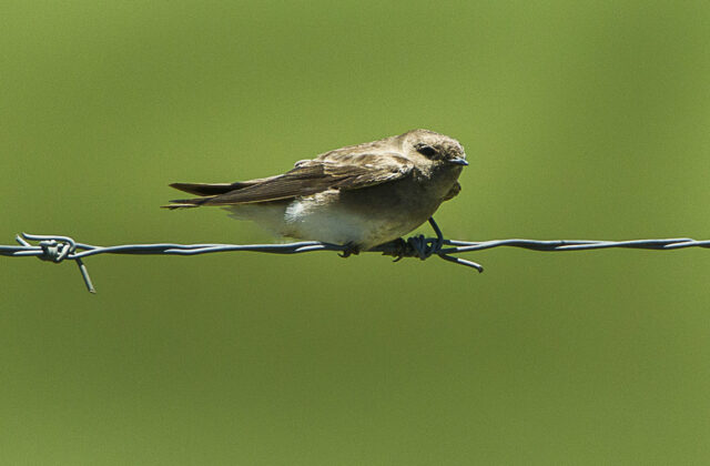 Brown-throated Martin